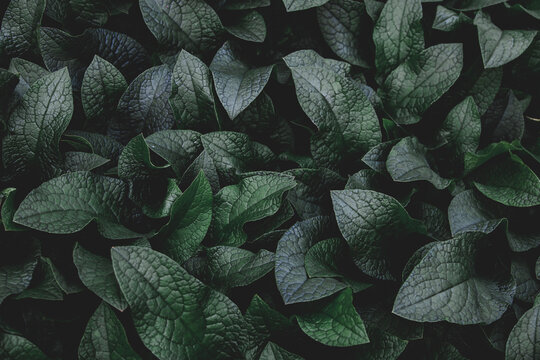 Selective focus of dark green leaves in garden, A dense patch of common comfrey or Symphytum officinale is a genus of flowering plants in the borage family, Boraginaceae, Natural greenery background.