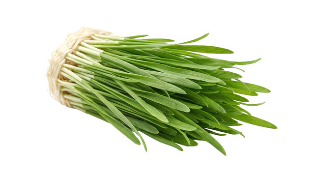 Fresh bundle of wheatgrass stalks tied with twine on a transparent background
