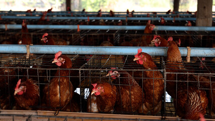 Brown egg laying hens inside battery cages in a modern poultry farm house, representing commercial livestock agriculture, egg production business, animal husbandry, and industrial farming concept © comzeal