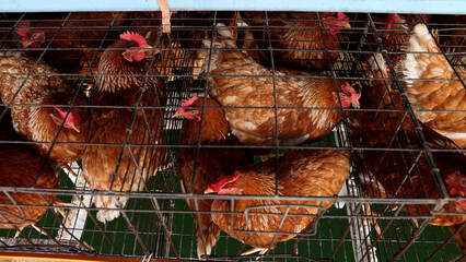 Top view of brown egg laying hens inside metal wire battery cages on a poultry farm, representing commercial livestock agriculture, industrial egg production business, and avian husbandry concept © comzeal