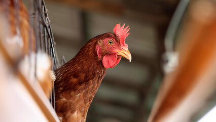 Close up portrait of a brown egg laying hen peeking head out from cage in poultry farm, representing livestock agriculture, industrial egg production business, avian husbandry, and farming concept © comzeal
