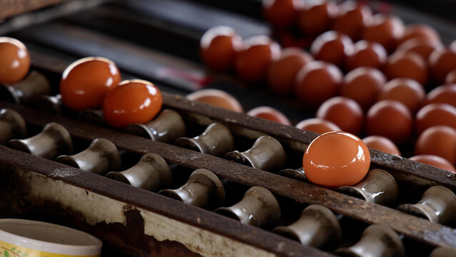 Fresh brown chicken eggs moving on automated conveyor belt in poultry farm grading production line, representing food industry, industrial agriculture, agribusiness, and quality sorting process