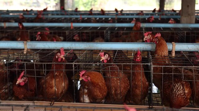 Brown egg laying hens inside battery cages in a modern poultry farm house, representing commercial livestock agriculture, egg production business, animal husbandry, and industrial farming concept