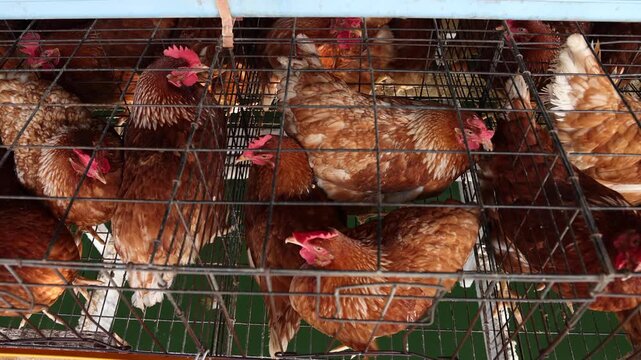 Top view of brown egg laying hens inside metal wire battery cages on a poultry farm, representing commercial livestock agriculture, industrial egg production business, and avian husbandry concept