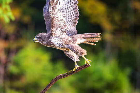 Common buzzard Buteo buteo perched on a bare branch preparing to take off against a soft blurred forest background.