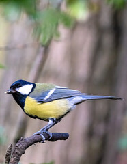 blue tit on a branch © Bernhard