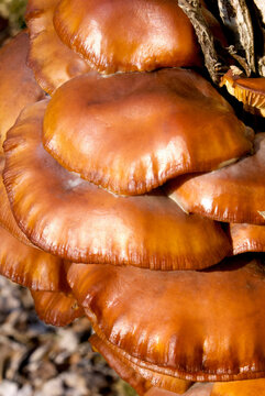 Enokitake mushroom cluster on tree trunk in Indiana Forest