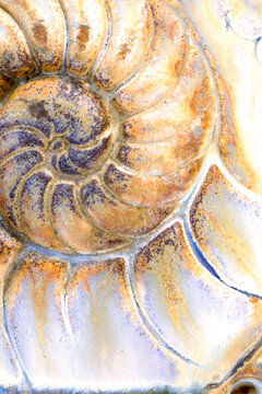 Ceramic cup detail with fossil nautilus shell impression