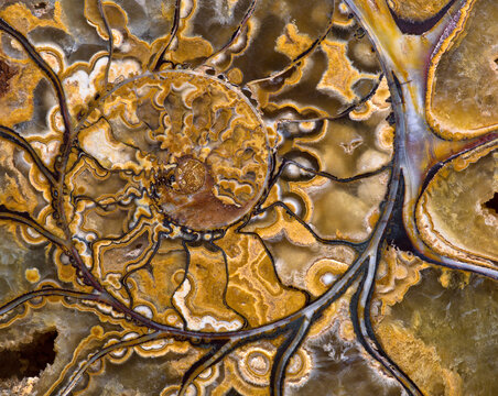Macro detail of fossilized chambered nautilus shell structure