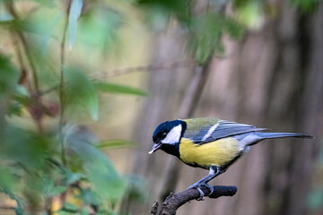 blue tit on a branch © Bernhard