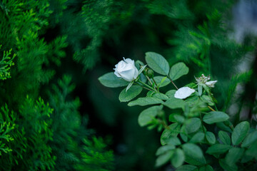 White Rose Flower with Green Foliage in a Garden © AJ_stock_photos
