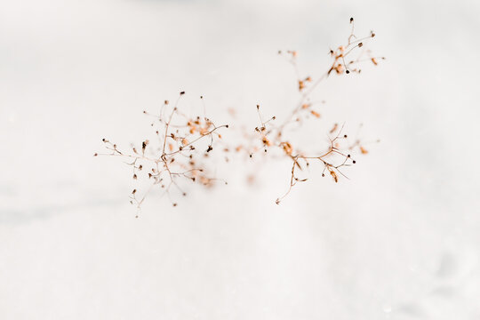 Delicate dried wildflower stems emerging from fresh snow