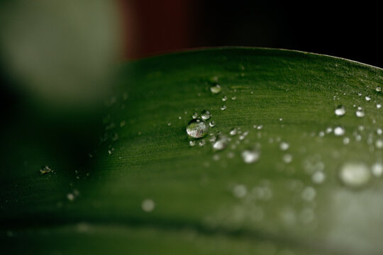 Macro view of rain droplets on a dark green leaf surface