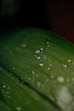 Macro view of rain droplets on a dark green leaf