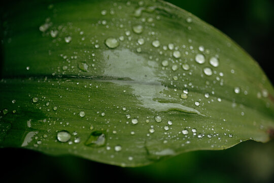 Macro view of rain droplets on layered green leaf surface