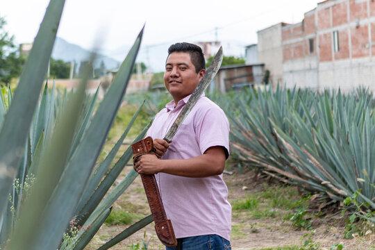 Mexican farmer harvests agave for artisanal mezcal production