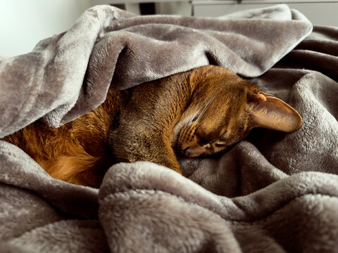 Abyssinian cat sleep under a soft gray blanket