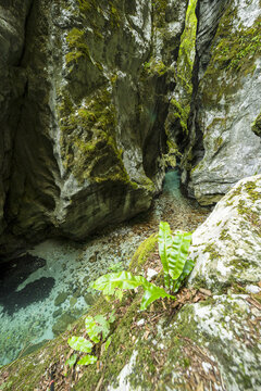 Emerald river through a mossy limestone gorge in slovenia