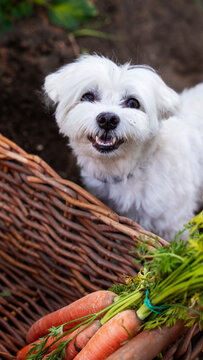 White dog beside basket of organic fresh vegetables