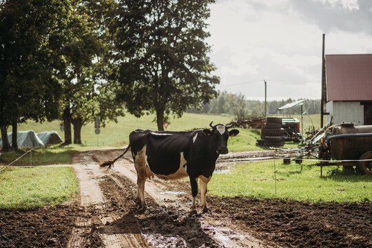 Holstein cow standing on muddy path at rural farm