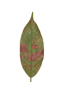 A close-up top view of a single green leaf isolated on a white background, displaying significant plant disease or damage. 