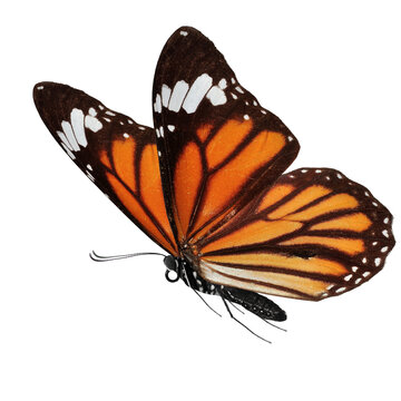 Monarch butterfly on a white background