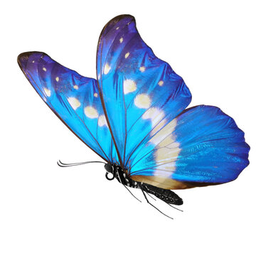 blue butterfly isolated on white