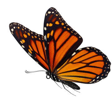 Monarch butterfly on a white background