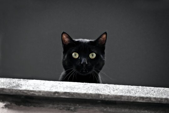 Funny black cat looking serious at camera.  Horizontal image. 