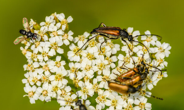 flower longhorn beetles (Stenurella melanura) and a fly on white flowers