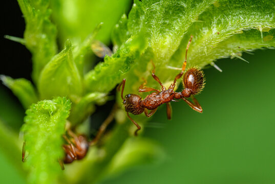 ant on a plant in high magnification macro