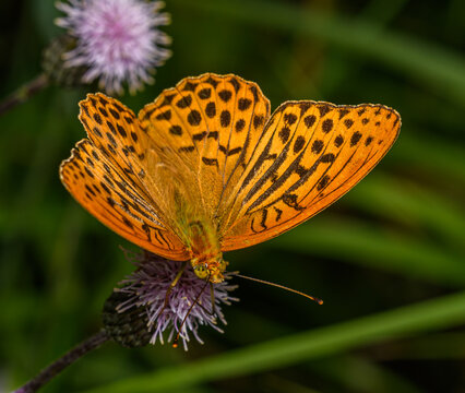 silver-washed fritillary (Argynnis paphia) butterfly