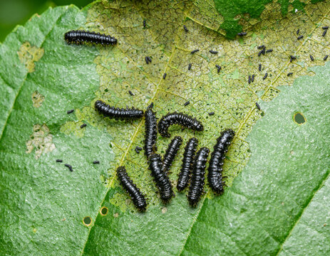 small black carerpillars on a leaf