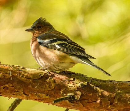 Eurasian or common chaffinch (Fringilla coelebs) on branch