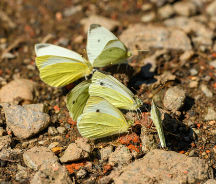 Green-veined white (Pieris napi) butterflies on the ground