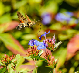 hummingbird hawk-moth (Macroglossum stellatarum) butterfly © Petr