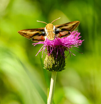 bedstraw hawk-moth or galium sphinx (Hyles gallii) moth, butterfly