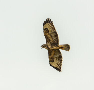 bird of prey in flight on the sky