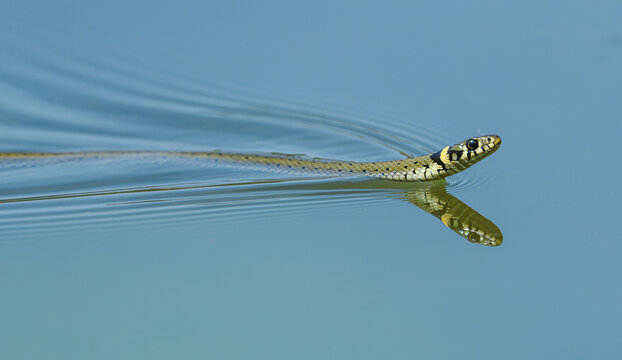 grass snake (Natrix natrix) swimming in water