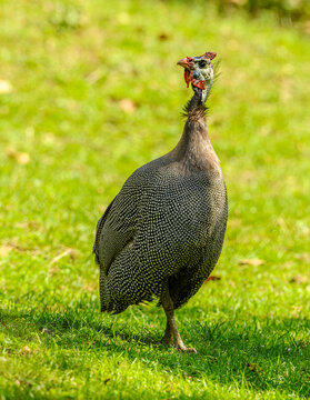 helmeted guinea fowl (Numida meleagris) on grass