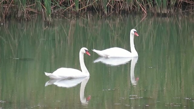 Video of two white swans on water in Romania