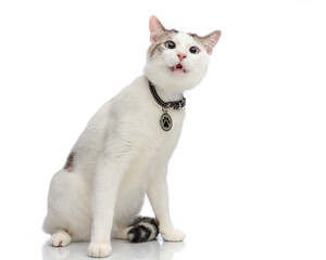 Surprised cat with paw collar meowing © Viorel Sima