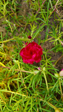 Bright Red Flower Among Green Foliage in Natural Setting