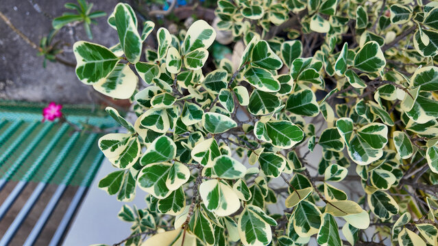 Variegated Green and Cream Foliage of Ornamental Shrub Plant Close-Up