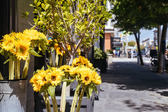 Fresh yellow sunflowers displayed on sidewalk outside shop along Chestnut Street San Francisco