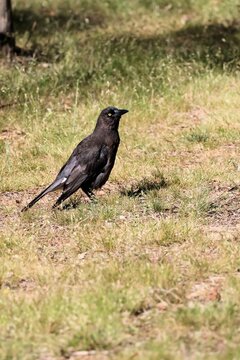 Close-up of wild Grey Currawong (Strepera versicolor), South Australia