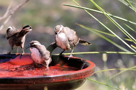 Close-up of Wild White-browed Babblers (Pomatostomus superciliosus) bathing, South Australia
