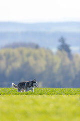 Husky dog walking in green field in Czechia © Richard Semik