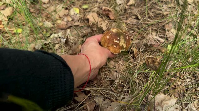 Picking mushrooms in the forest. Selective focus.
