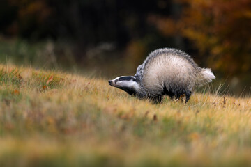 Eurasian badger with striped face foraging and running in yellow autumn grass outdoors. © Martin